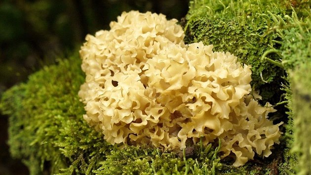 Kotrč je pro řadu houbařů oblíbenou houbou, i když se hůř čistí. Pochvalují si ale, že se dá i nakládat a je skvělý do omáček.