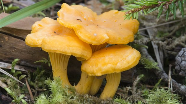 I chutné lišky stále ještě patří mezi houby, které se teď dají přinést z lesa.