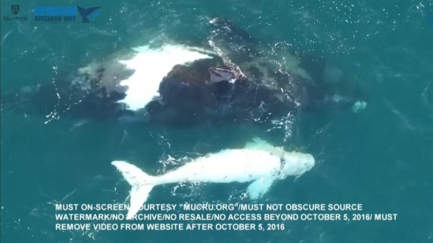 Bezpilotnmu dronu australskch vdc se podailo zachytit vzcn bl mld velryby jin. 