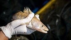 Hydrobiologové zkoumali ryby v Lipn.