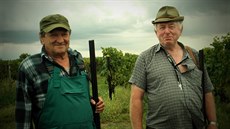 vinice, vina, plaení pak