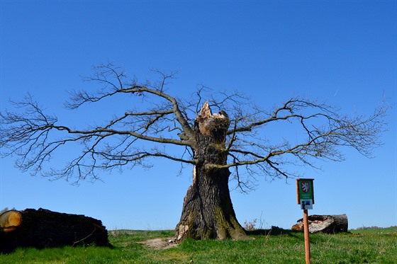 Památný strom, který peil stovky let, ale u ne poslední bouku