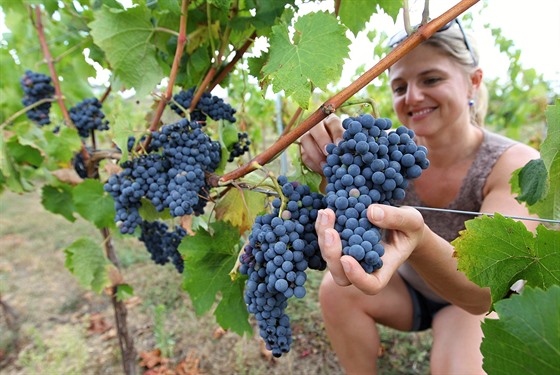 Podle vinaře Lubomíra Lampíře by letošní ročník vína ze Sádku na Třebíčsku měl být dobrý.