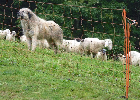 Přítomnost velkého pasteveckého psa u stáda je účinnou ochranou ovcí před...