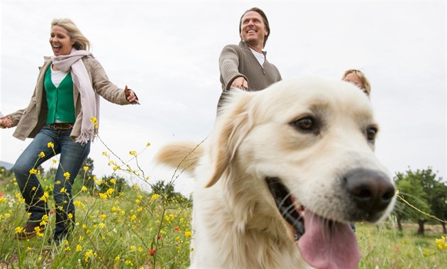 Psi s demencí špatně spí. Jsou na tom podobně jako lidé s kognitivní poruchou