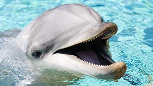 O čem mluví delfíni? Rozluštění jejich řeči se blíží