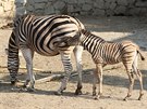Malá zebra se nevzdaluje od své matky.
