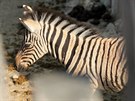 Mlád zebry se narodilo poslední srpnový víkend.