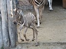 Mlád zebry se narodilo poslední srpnový víkend.