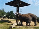 Slon v ústecké zoo sólistou zvonkohry