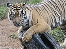 Tygr sumatersk� si v jihlavsk� zoologick� zahrad� r�d pohr�v� t�eba se starou...