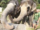 Slonice v ústecké zoo se seznamují s novými hrakami ve svém výbhu.