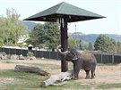 Slonice v steck zoo se seznamuj s novmi hrakami ve svm vbhu.
