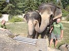 Slonice v steck zoo se seznamuj s novmi hrakami ve svm vbhu.