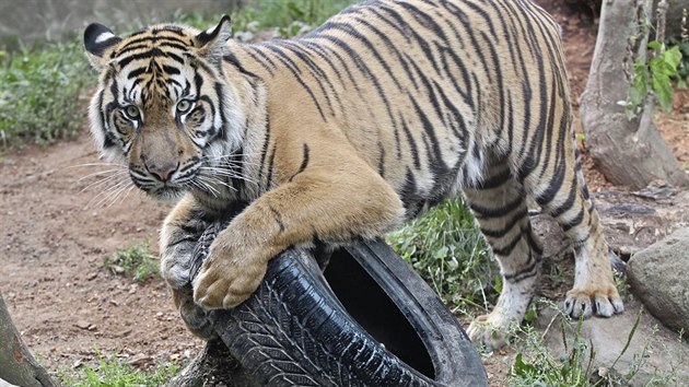 Tygr sumatersk si v jihlavsk zoologick zahrad rd pohrv teba se starou gumou od auta.