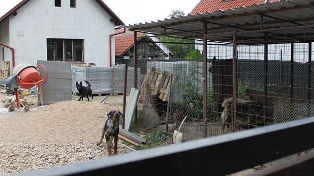 Smečka psů na zahradě v Lužci nad Cidlinou (19.9.2016).