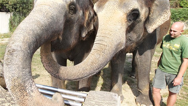 Slonice v ústecké zoo se seznamují s novými hračkami ve svém výběhu.