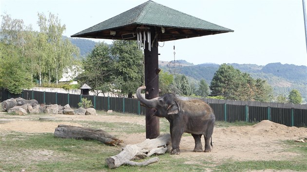 Slonice v steck zoo se seznamuj s novmi hrakami ve svm vbhu.