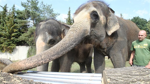Slonice v �steck� zoo se seznamuj� s nov�mi hra�kami ve sv�m v�b�hu.