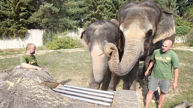 Slonice v steck zoo se seznamuj s novmi hrakami ve svm vbhu.