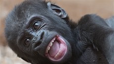 Ajabu, téměř pětiměsíční gorilí kojenec, se v životě určitě neztratí. 