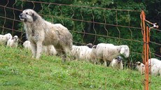 Pítomnost velkého pasteveckého psa u stáda je úinnou ochranou ovcí ped...