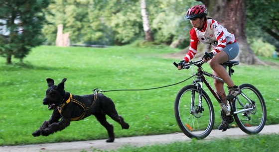 Rychlost v kategorii bikejöringu se pohybuje u hranice a 35 kilometr za...