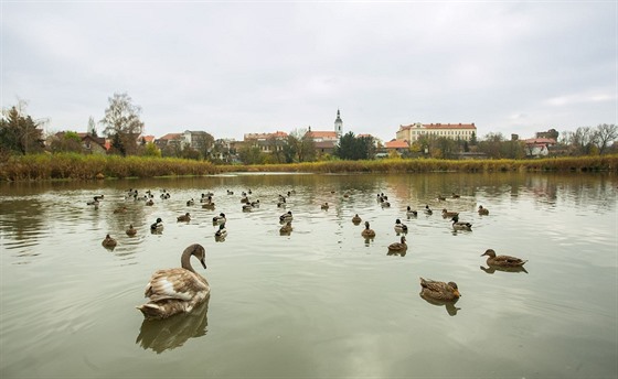 Mlýnský rybník v íanech na snímku z podzimu 2014.