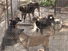 Psi chovatele v Luci nad Cidlinou