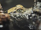 Plzeská zoologická zahrada odchovala u 123 mláat krokodýl elnatých. (29....