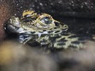 Plzeská zoologická zahrada odchovala u 123 mláat krokodýl elnatých. (29....