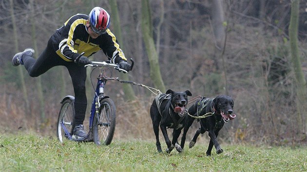 Ps zvody jsou po Evrop stle populrnj. Pat mezi n i scooter, pi nm je kolobk taen psem.