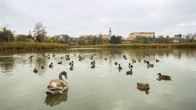 Mlnsk rybnk v anech na snmku z podzimu 2014.