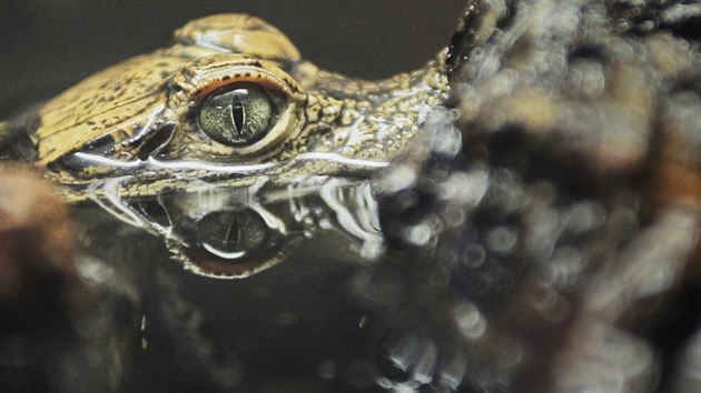 Plzesk zoologick zahrada odchovala u 123 mlat krokodl elnatch. (29. z 2016)