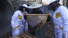 V�ela�i kontrolují úl.