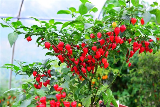 Odr�da Peito de Moca