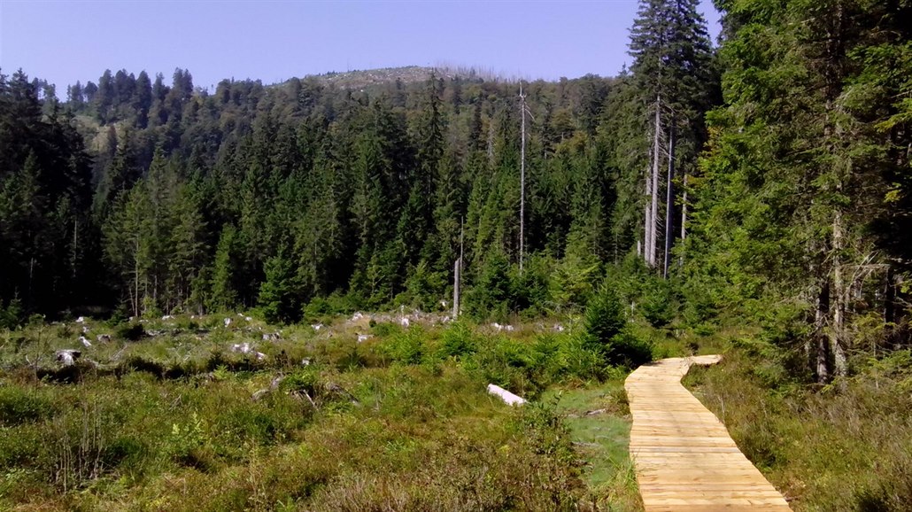 V letošním roce se NP Šumava rozhodl obnovit úsek mezi hraničními horami Plechý...