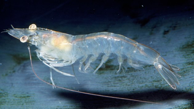 Krevetka bělonohá se jako živá servíruje nejčastěji.