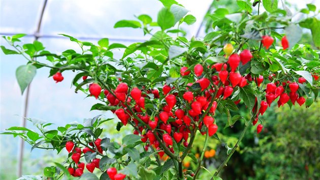 Odr�da Peito de Moca