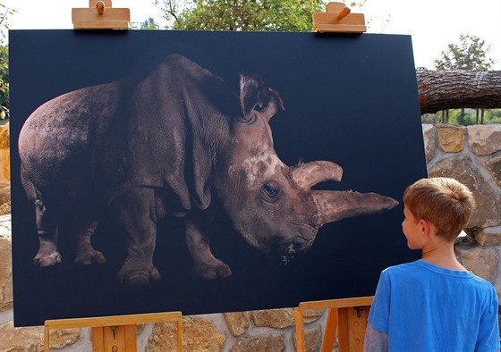 Joel Sartore vytvoil fotografii samice Nabiré ve dvorské zoologické zahrad...