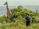 irafa skoro na dotek, Tanzanie