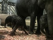 V praské zoo se narodilo sln. Jeho matkou je slonice Tamara (7.10.2016).