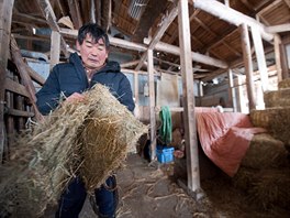Farmi se v okol elektrrny ve Fukuim staraj o ozen dobytek