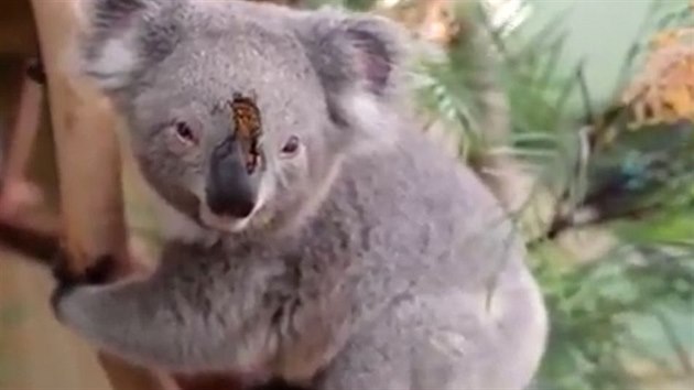 Koala se vbec nevztekala, byla sp zvdav.