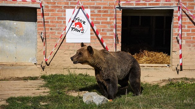 Podle sdruen na ochranu zvat Four Paws ije v albnskch horch vce ne 250 medvd. Nkolik destek, mezi 50 a 80, jich je ale v zajet.