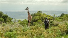 irafa skoro na dotek, Tanzanie