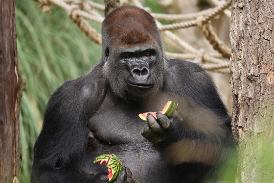 Gorilí samec Kumbuka ve tvrtek uprchl z výbhu.