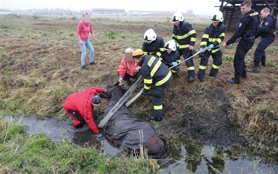K ve Skalice na Hradecku spadl do potoka. Vytáhnout ho museli hasii...