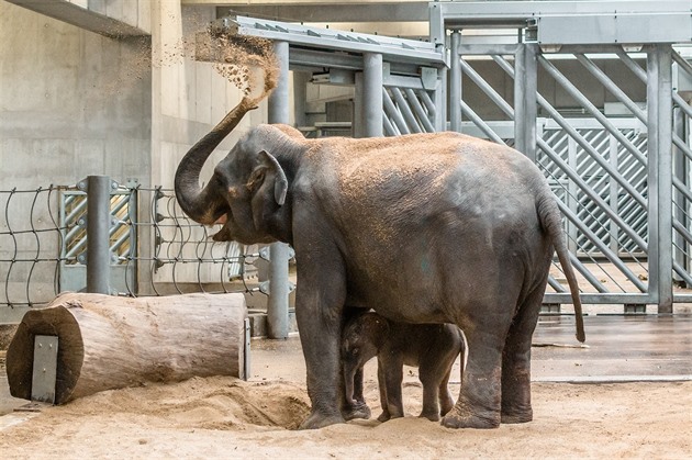 Slonice Tamara v pražské zoo zranila chovatelku. Ženu převezli do nemocnice