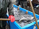 Rybn�k Hrub� u �umvaldu vydal p�i v�kendov�m v�lovu 85 tun ryb
